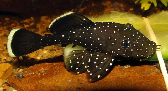 Pleco - Peppermint Bristlenose L183 (Ancistrus dolichopterus)