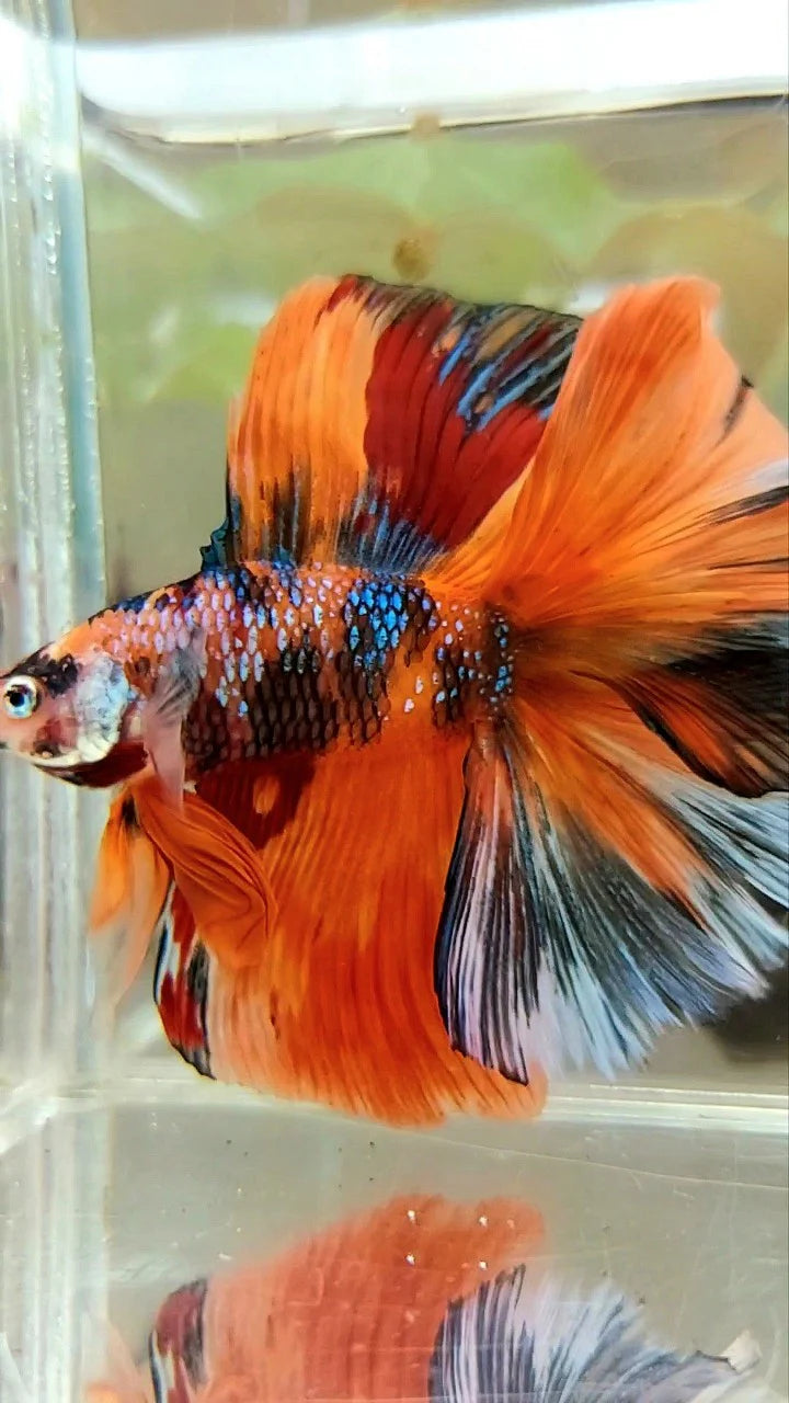 Betta HM Nemo Male