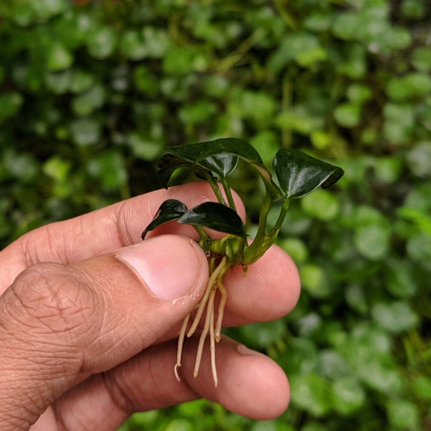 Anubias nana 'Petite'