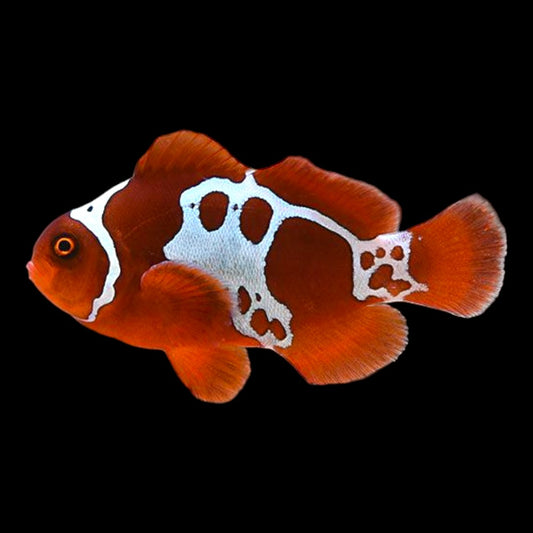Clownfish - Lighting Maroon (Premnas biaculeatus) PAIR