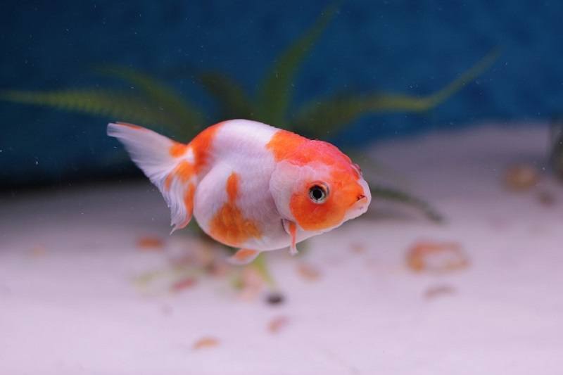 Goldfish - Ranchu 7cm assorted