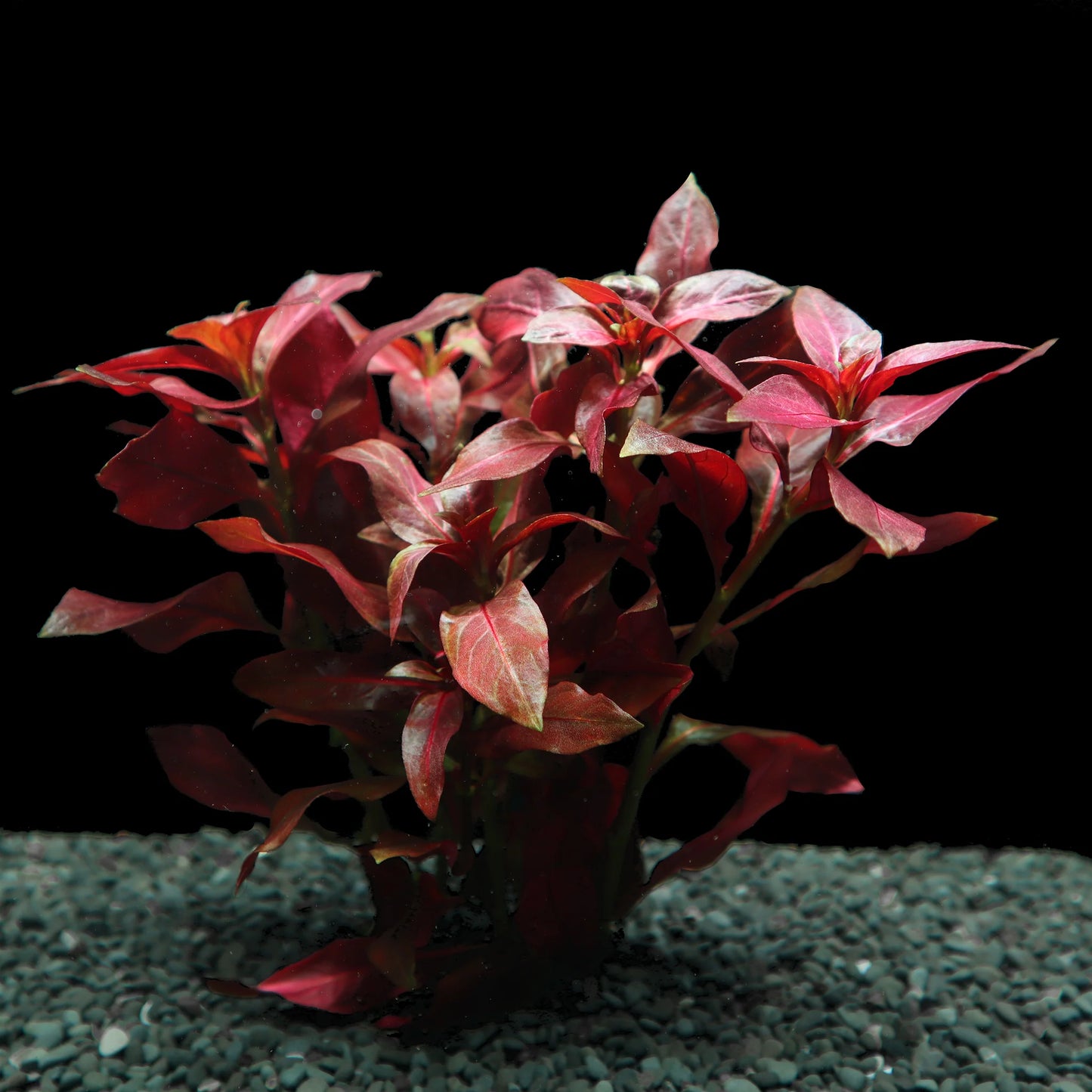 Ludwigia repens "Red Rubin"