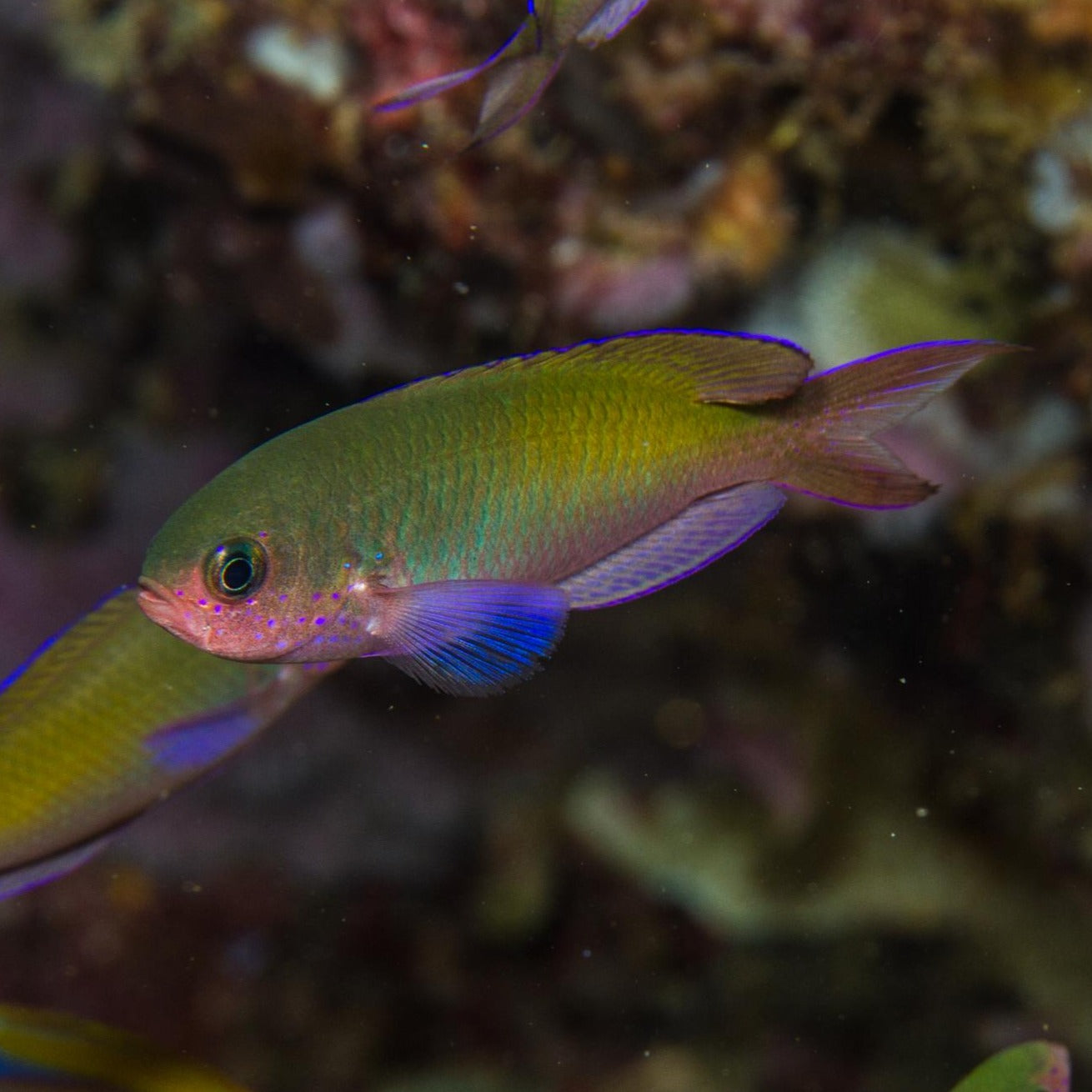 Chromis - Purple (Lepidozygus tapeinosoma) "Rare"