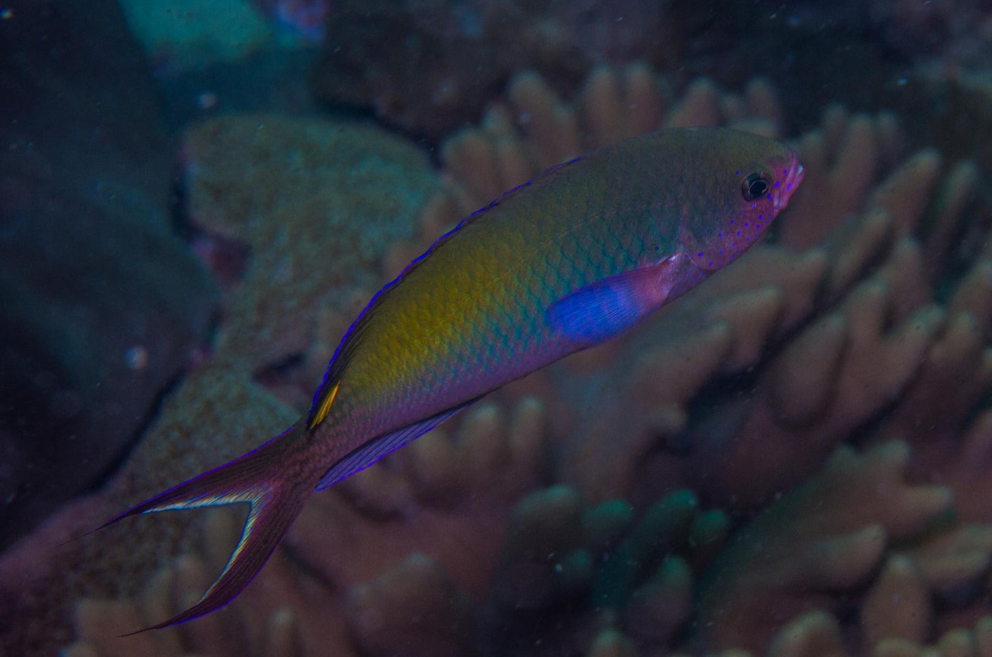 Chromis - Purple (Lepidozygus tapeinosoma) "Rare"