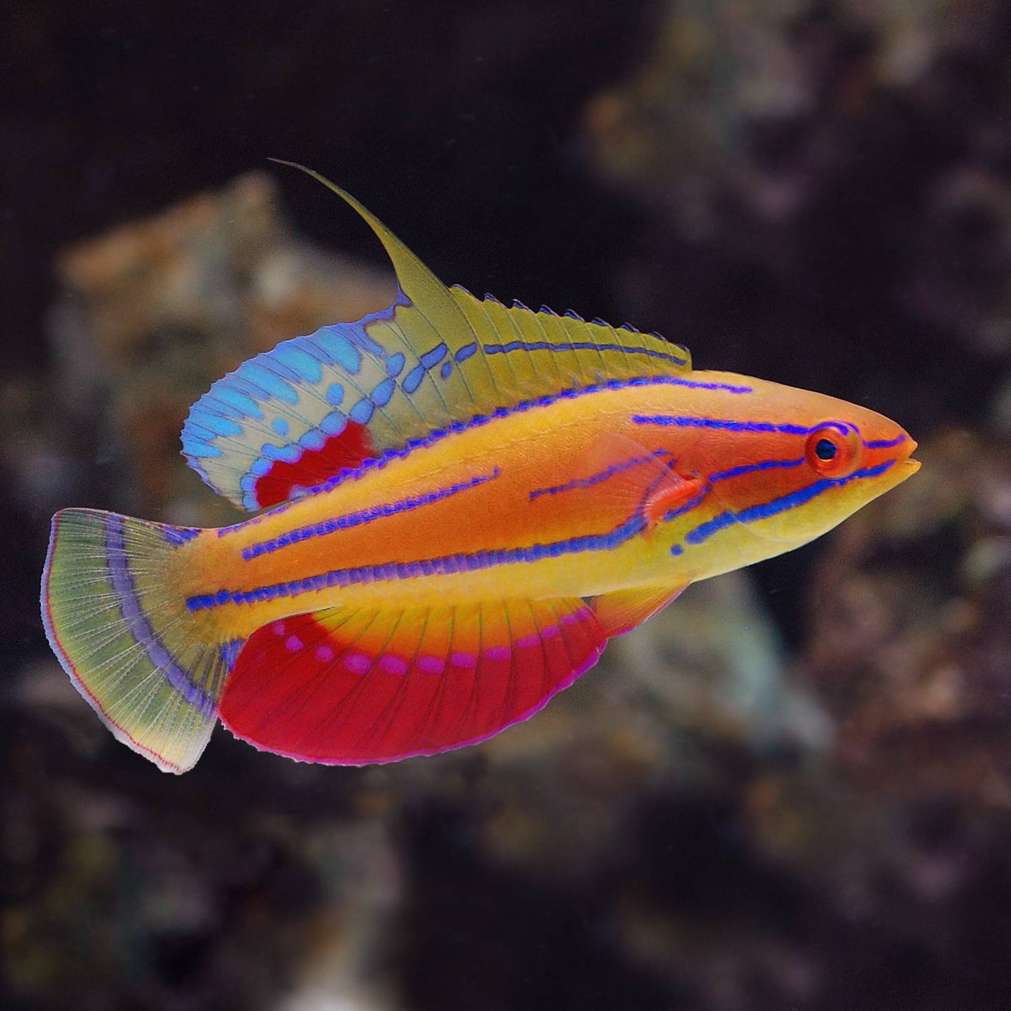 Wrasse -  Flasher Carpenter (Paracheilinus carpenteri)