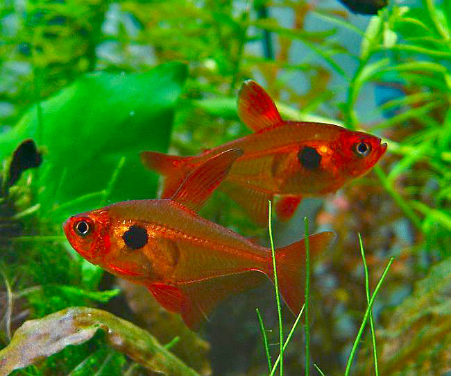 Tetra Red Phantom