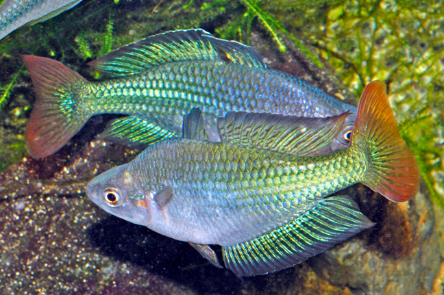Rainbowfish - Murray River (Melanotaenia fluviatilis)