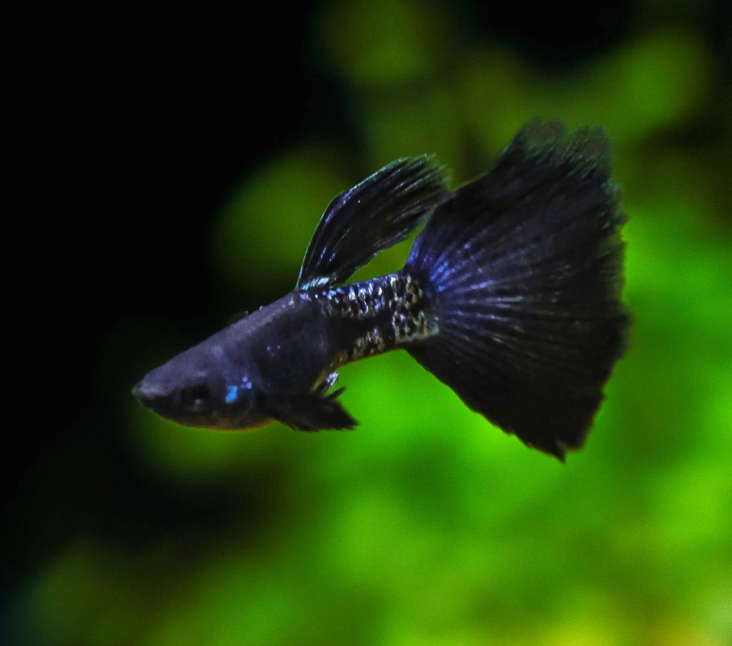 Guppy Metal Snakeskin