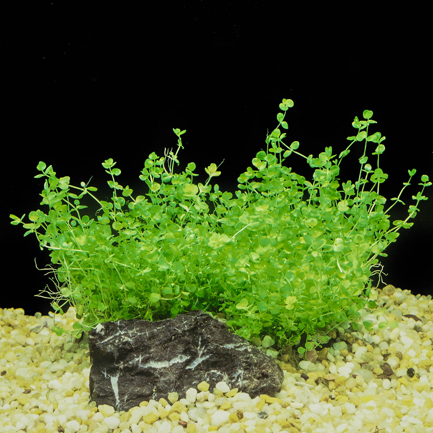 Micranthemum umbrosum (Broad Leafed Baby Tears)