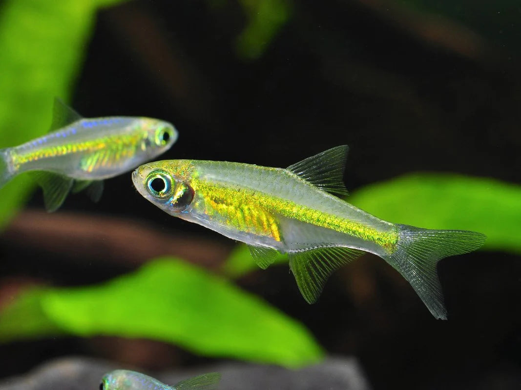 Rasbora Neon Green (Microdevario Kubotai)