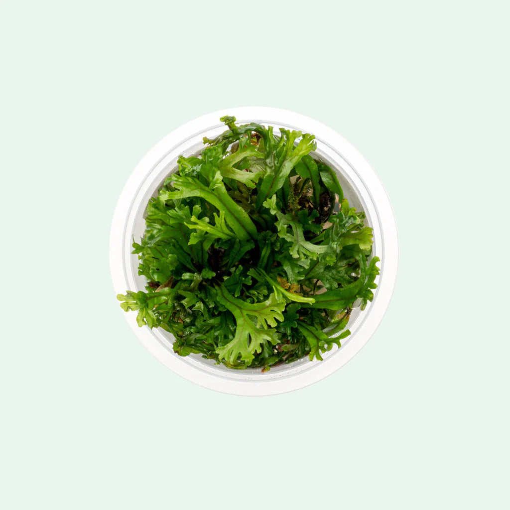 TC Microsorium Pteropus Windelov "Crested Java Fern"