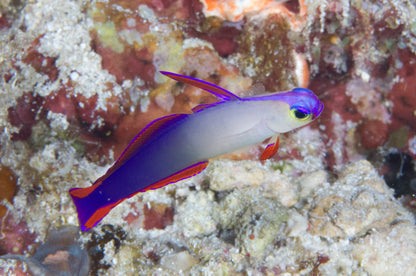 Goby Purple Decora Dartfish (Nemateleotris decora) "Rare"