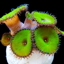 Palythoa Wild Frag "Assorted"