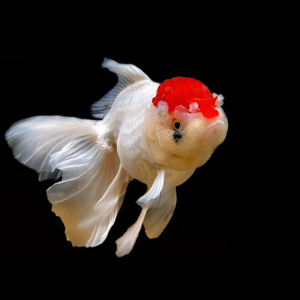 Goldfish - Oranda Red Cap (5cm)