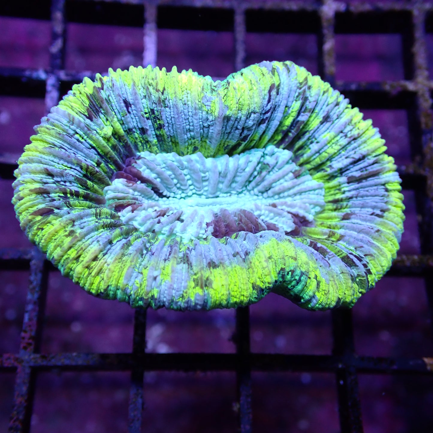 Open Brain Corals (Trachyphillia sp.)