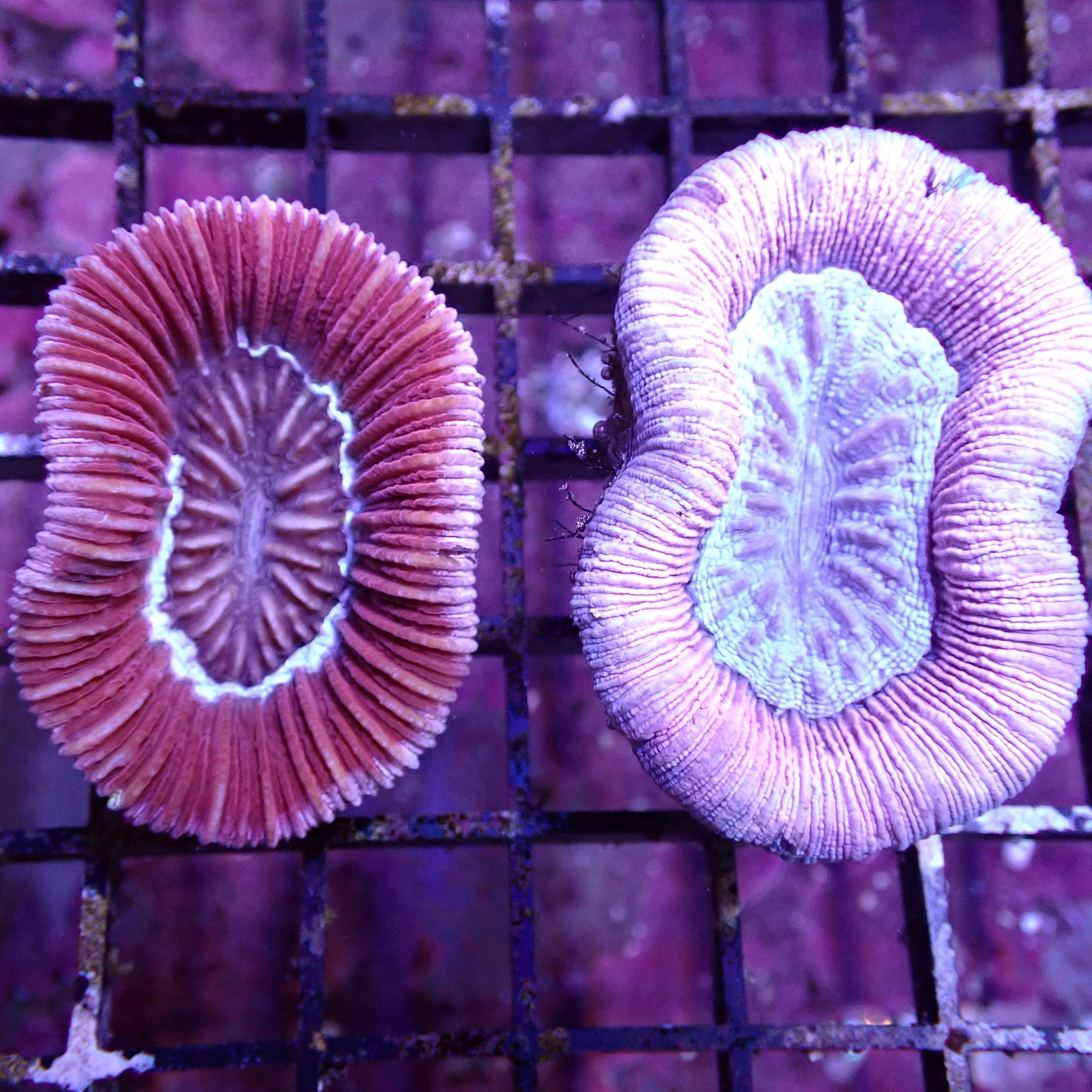 Open Brain Corals (Trachyphillia sp.)