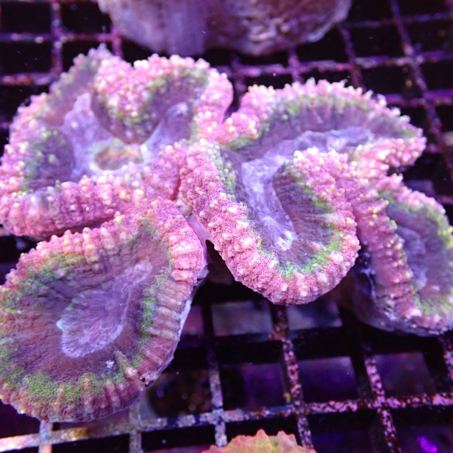 Lobed Brain Corals (Lobophyllia, Symphyllia sp.)