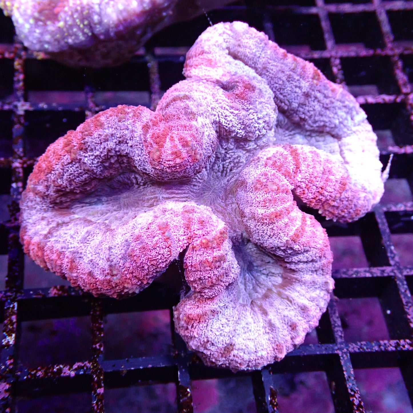 Lobed Brain Corals (Lobophyllia, Symphyllia sp.)