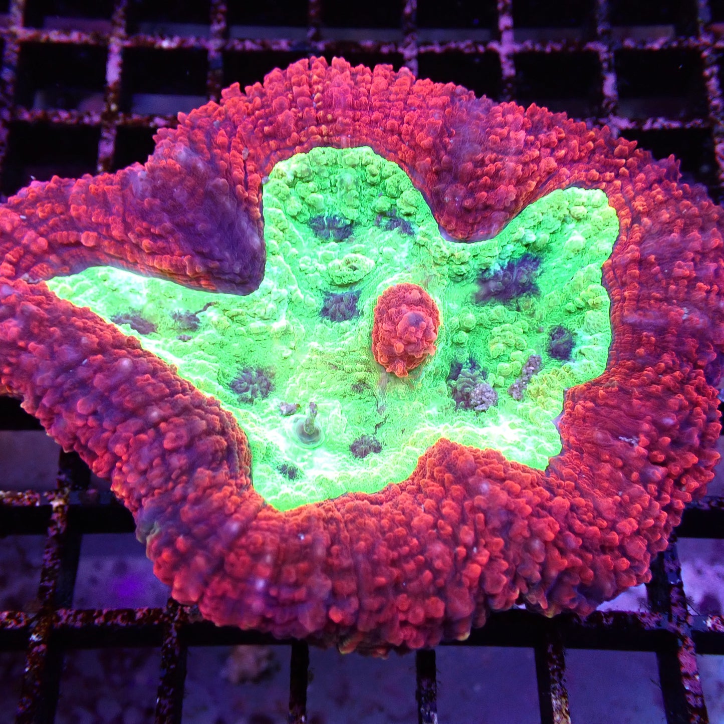 Lobed Brain Corals (Lobophyllia, Symphyllia sp.)