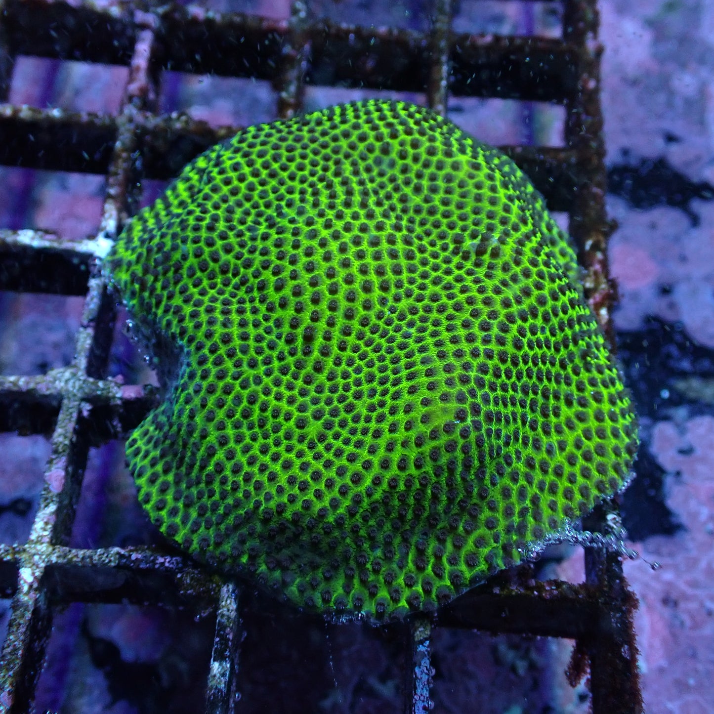 WYSIWYG Porites Green (SPS)
