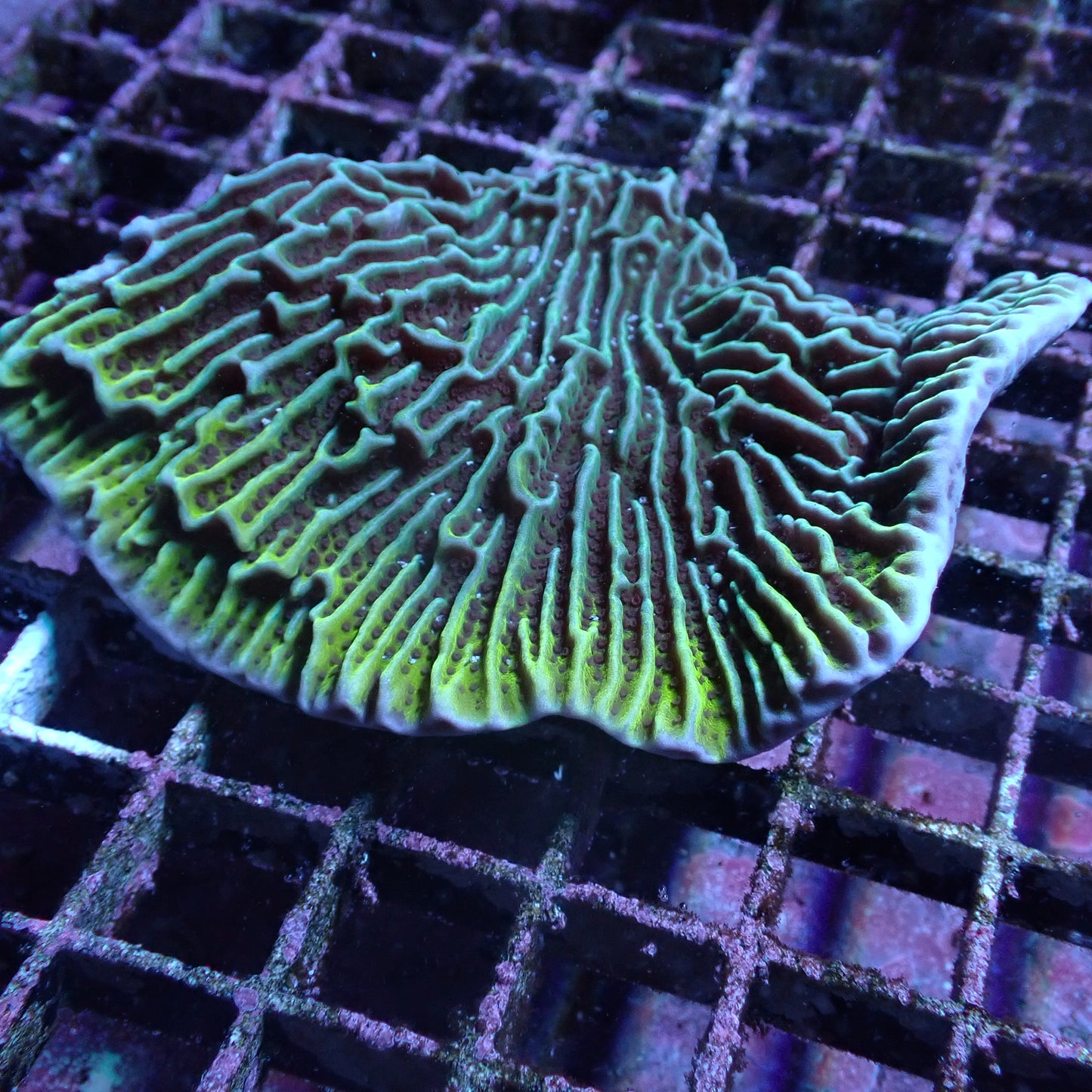 WYSIWYG Montipora confusa Scrolling (SPS)
