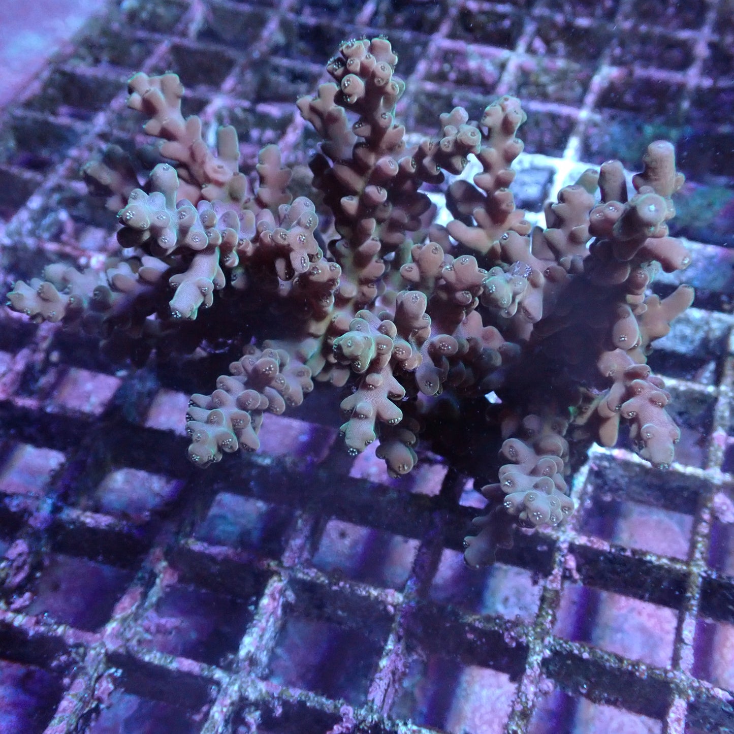 WYSIWYG Acropora sp. (A-Grade SPS) #1