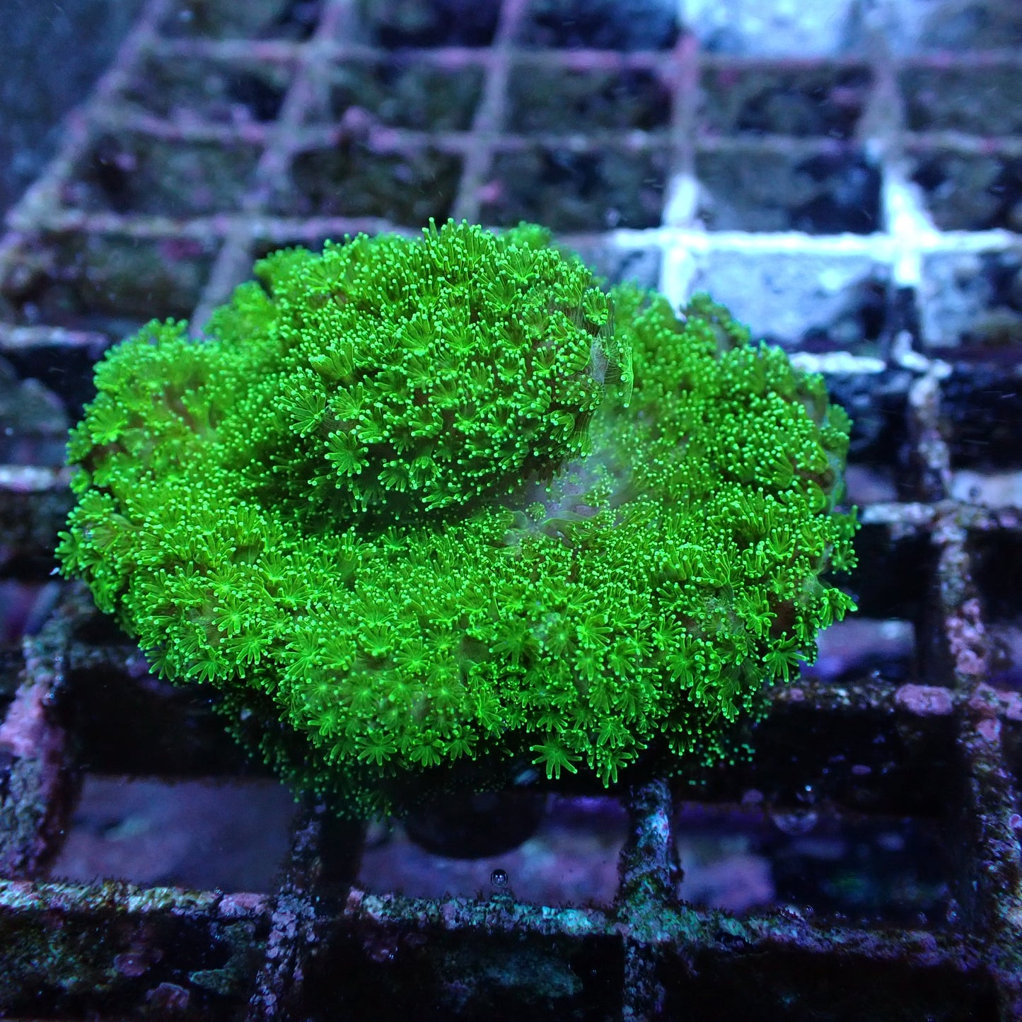 WYSIWYG Stylopora sp. Green (SPS)