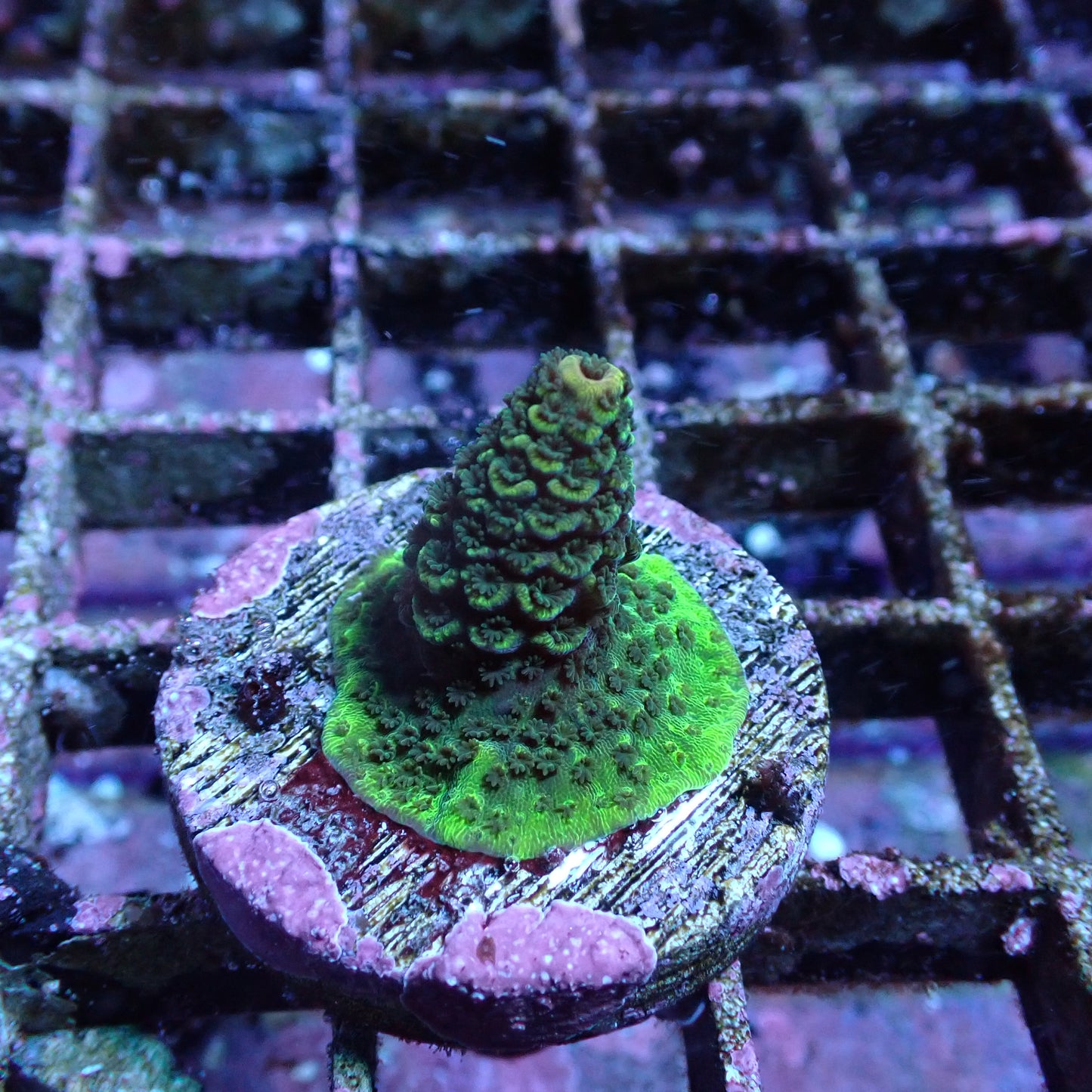 WYSIWYG Acropora millie Aussie Gold (SPS)