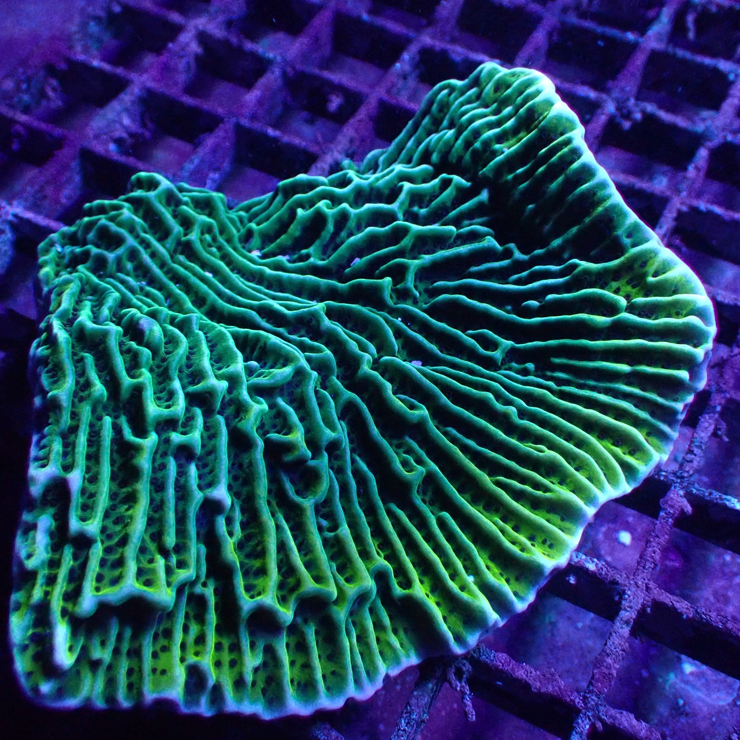 WYSIWYG Montipora confusa Scrolling (SPS)