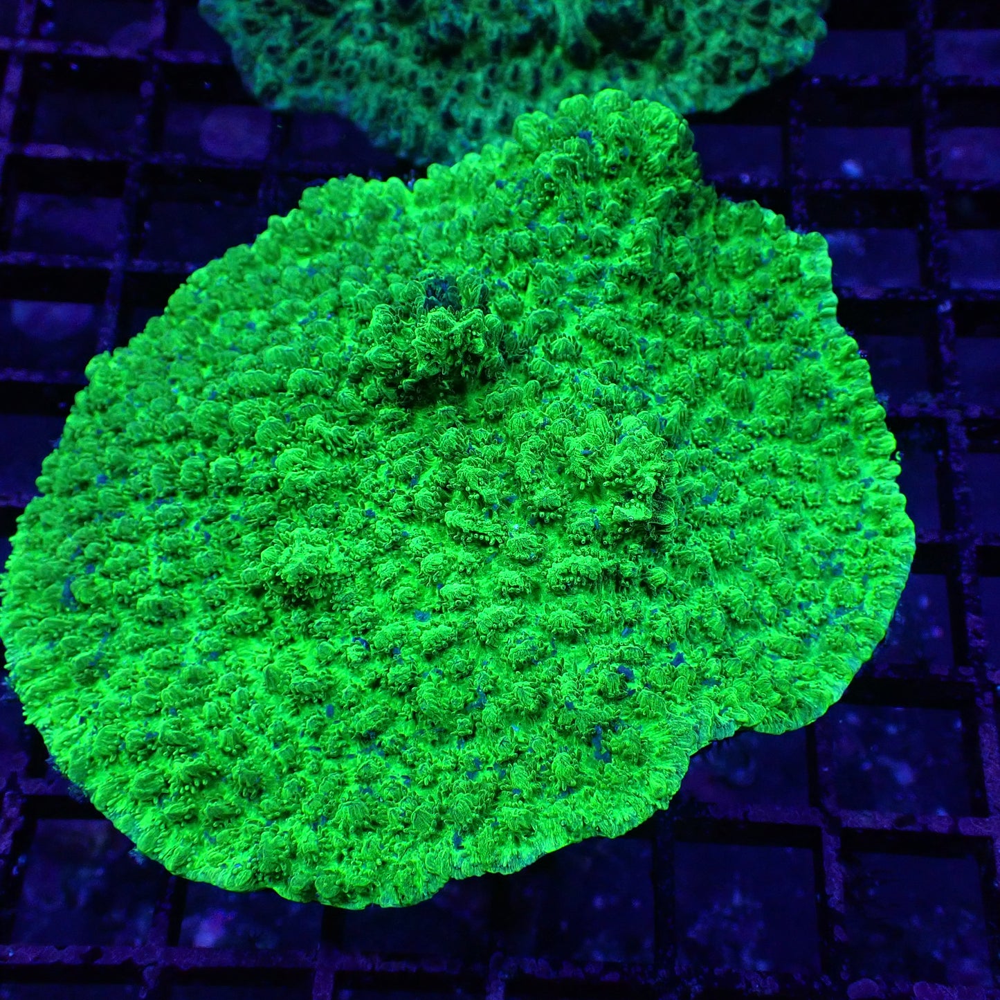 Horn Corals (Hydnophora, Merulina sp.)