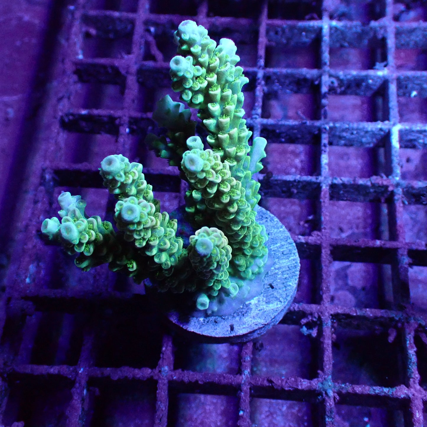 WYSIWYG Acropora Frag 1 (SPS)