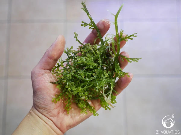 Macro Algae - Caulerpa racemosa