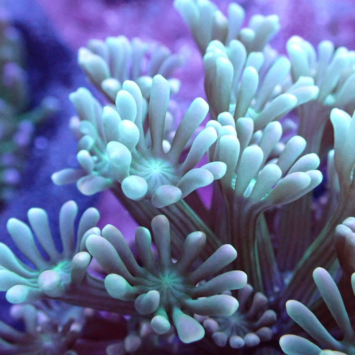 WYSIWYG Alveopora sp. Green Gold (LPS)
