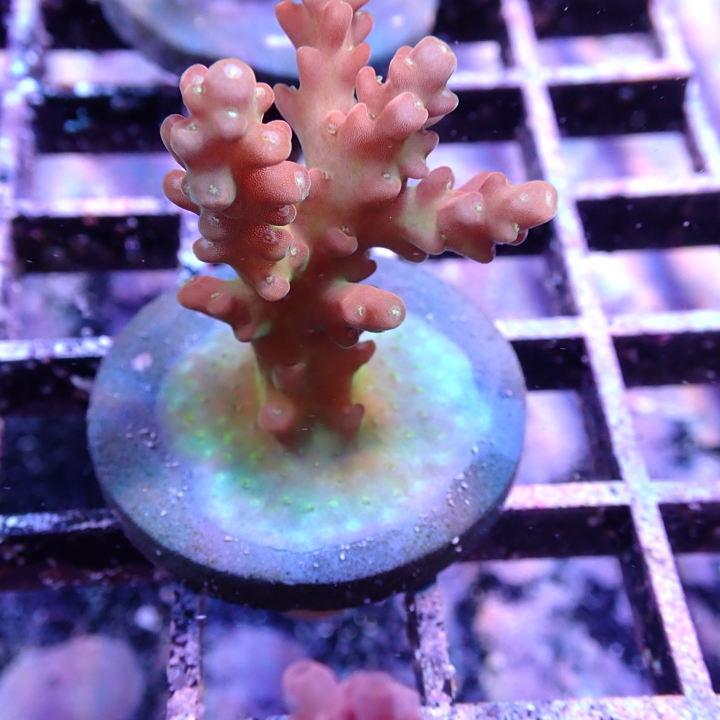 WYSIWYG Acropora Frag Red and Green (SPS)