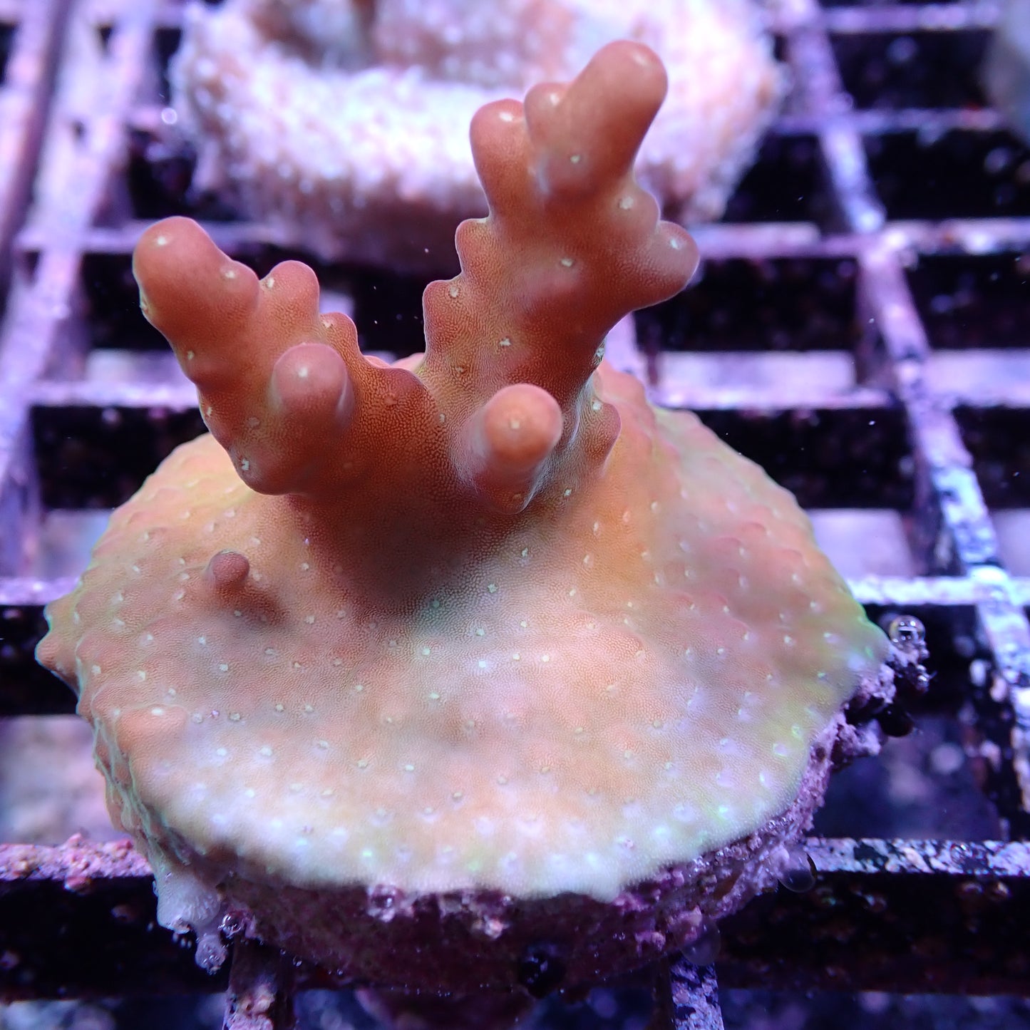 WYSIWYG Acropora Island Red Devil (SPS)