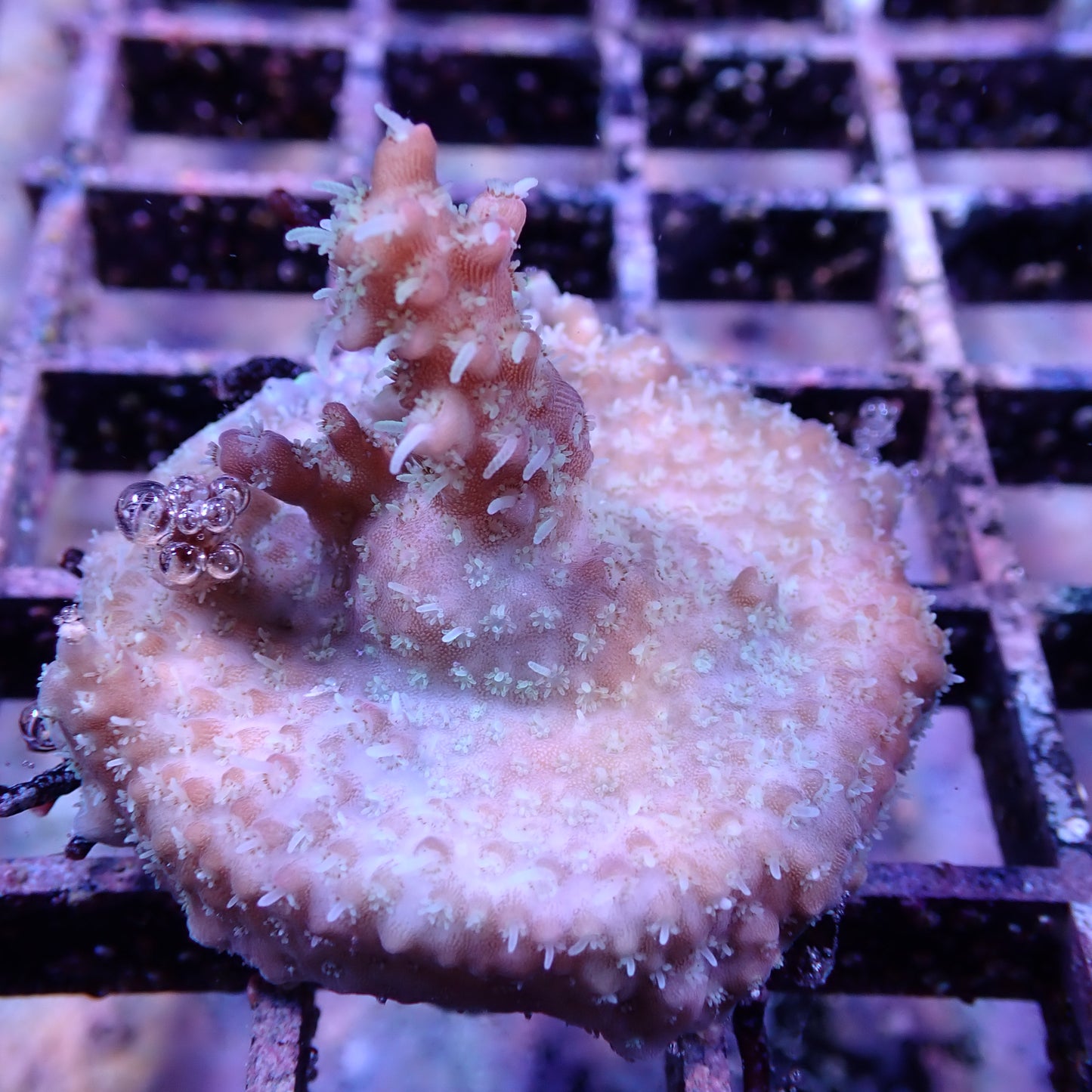 WYSIWYG Acropora Grandmas Chin (SPS)