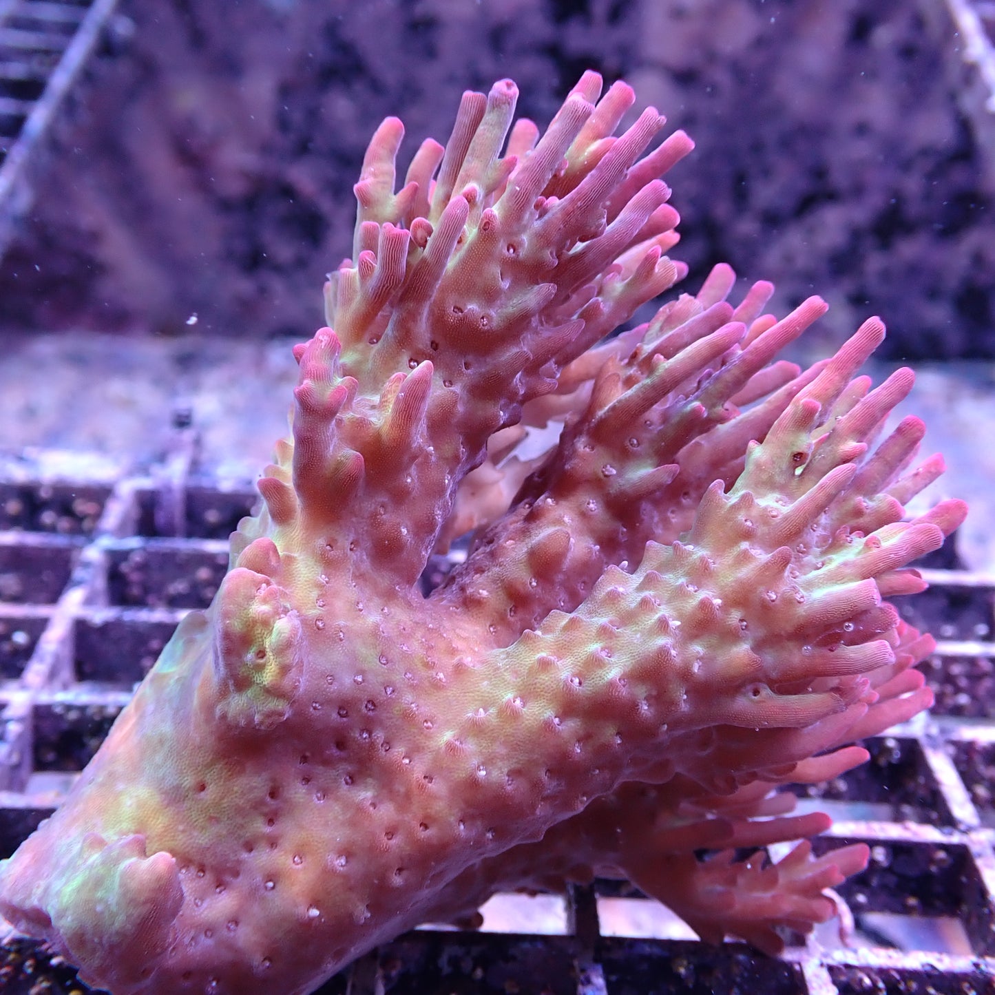 WYSIWYG Acropora Colony Pink/Green (SPS)