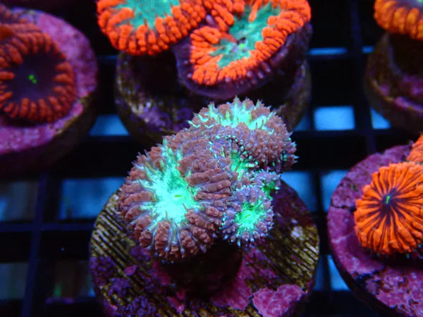 Aquacultured Coral Frags