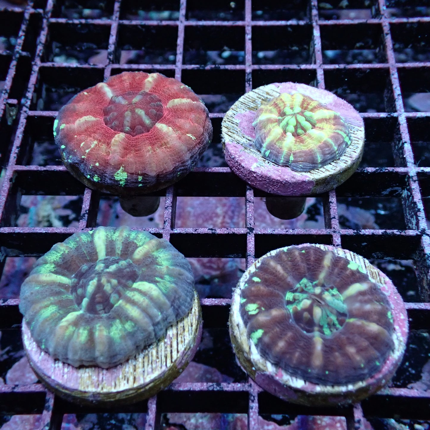 Doughnut Corals (Scolymia sp.)
