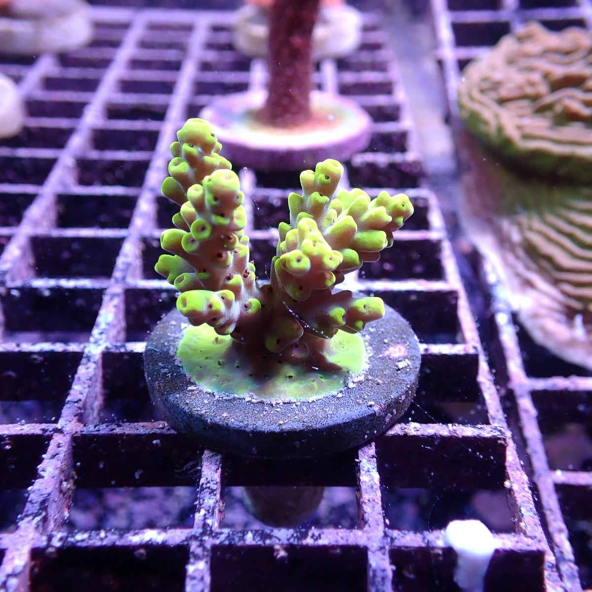 WYSIWYG Acropora Yellow Tips (SPS)