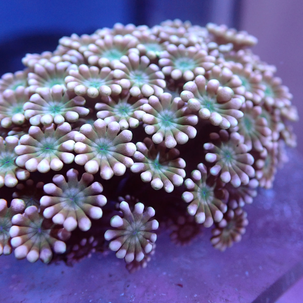 WYSIWYG Alveopora Orange Green Mouth (LPS)