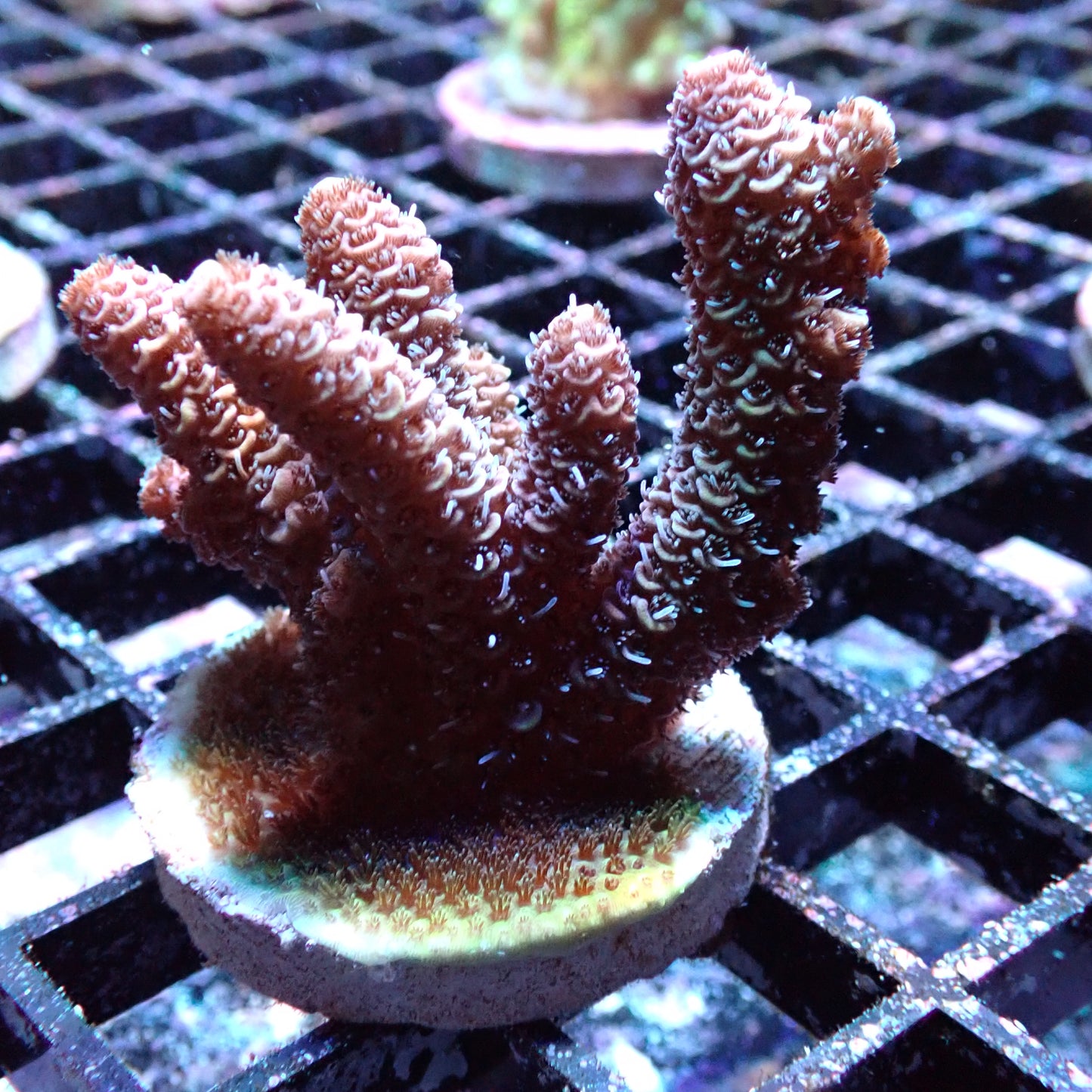 WYSIWYG Acropora Millie Pink (SPS)