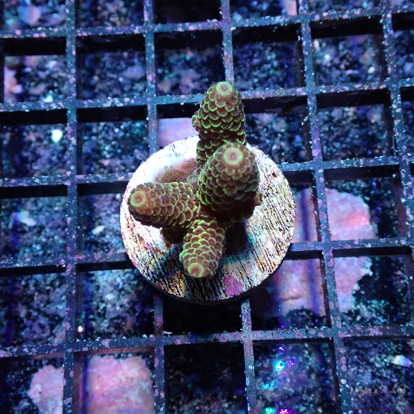 WYSIWYG Acropora Millie Green (SPS)