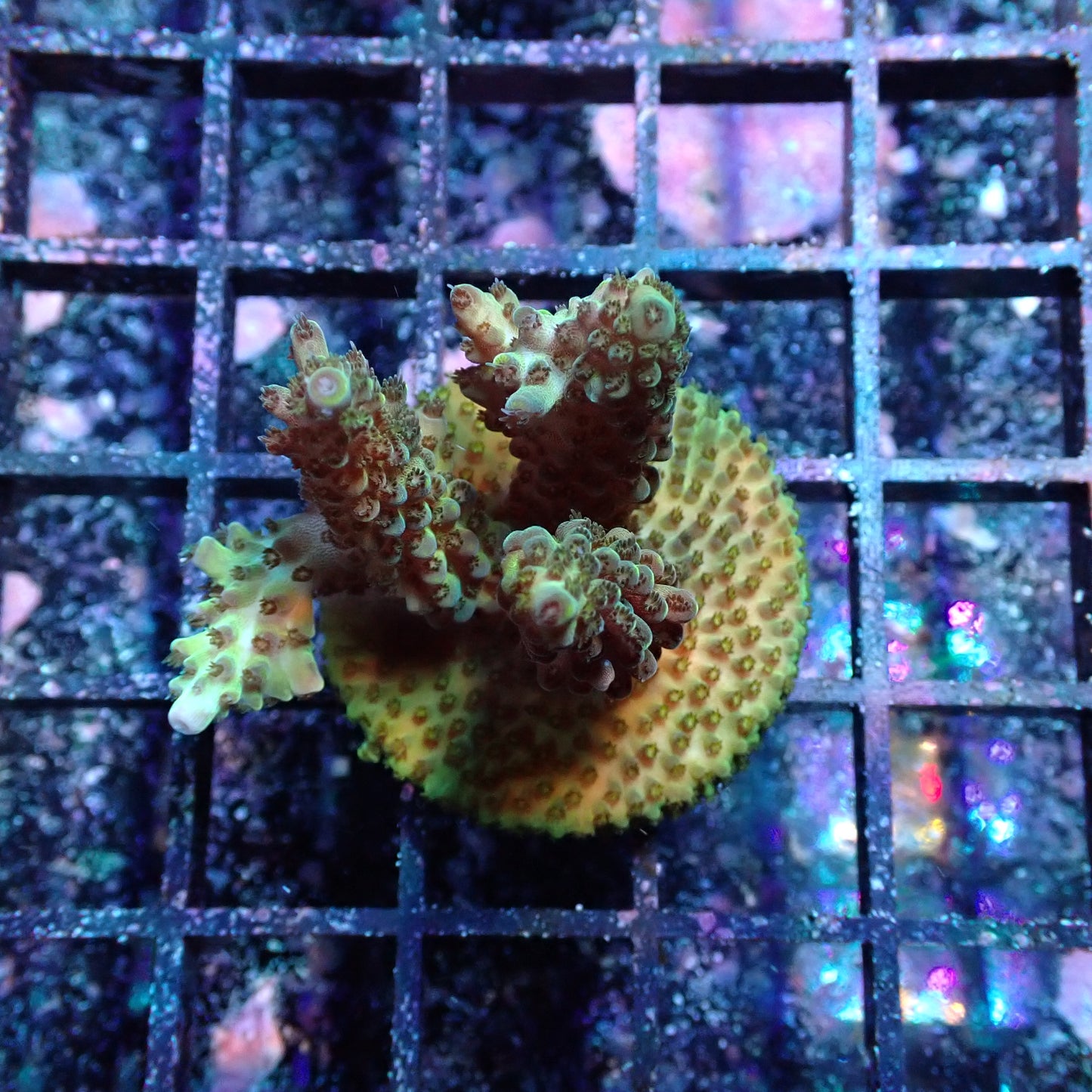 WYSIWYG Acropora sp. (SPS)