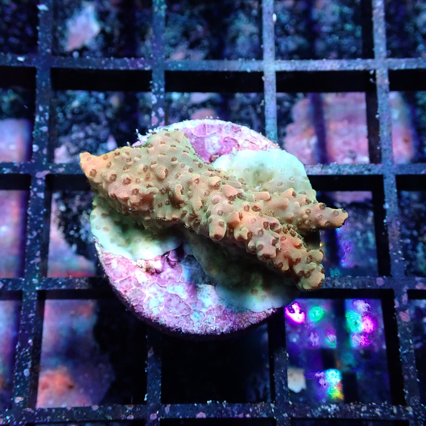 WYSIWYG Acropora Tortuosa Grape Vine (SPS)