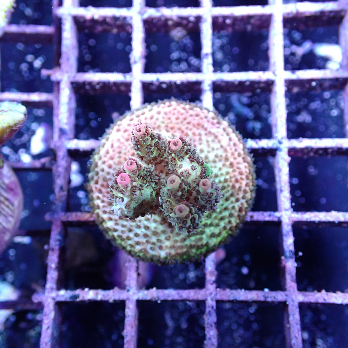 WYSIWYG Acropora Frag Pink and Green (SPS)