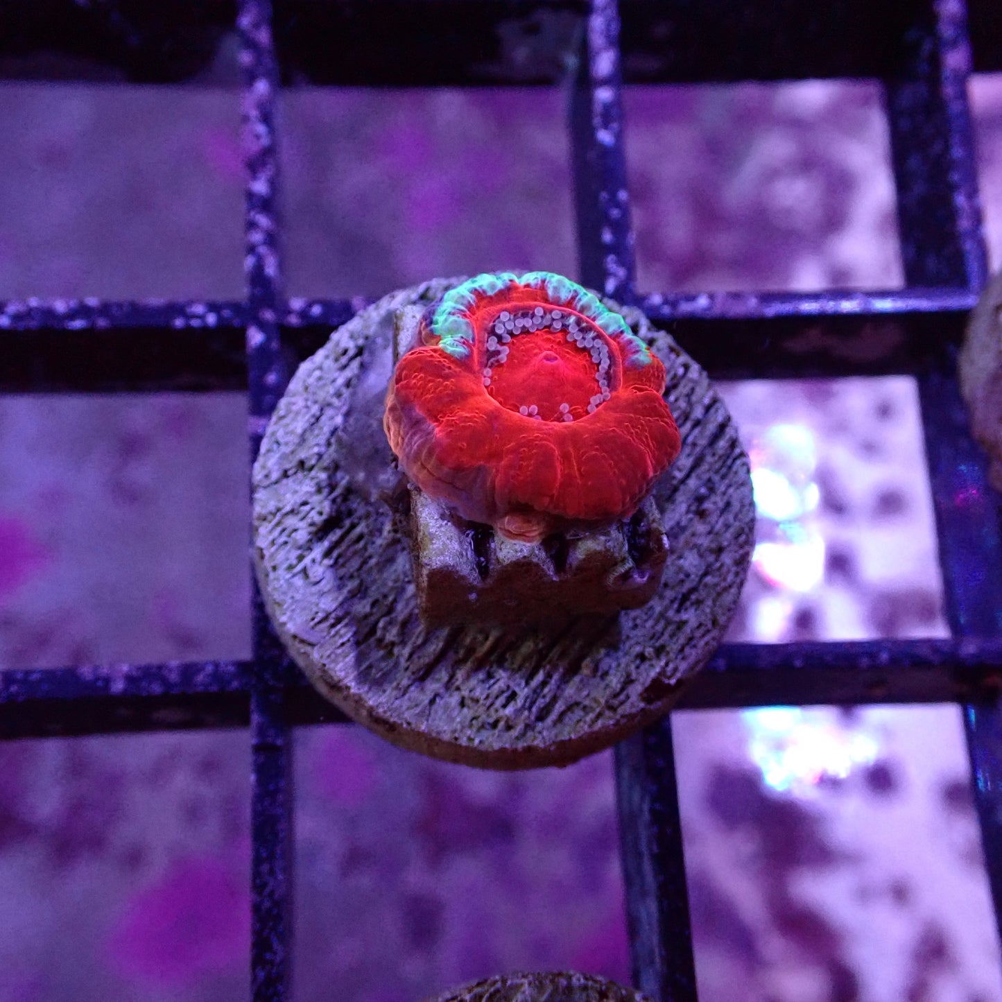 Acans (Acanthastrea/Micromussa sp.)