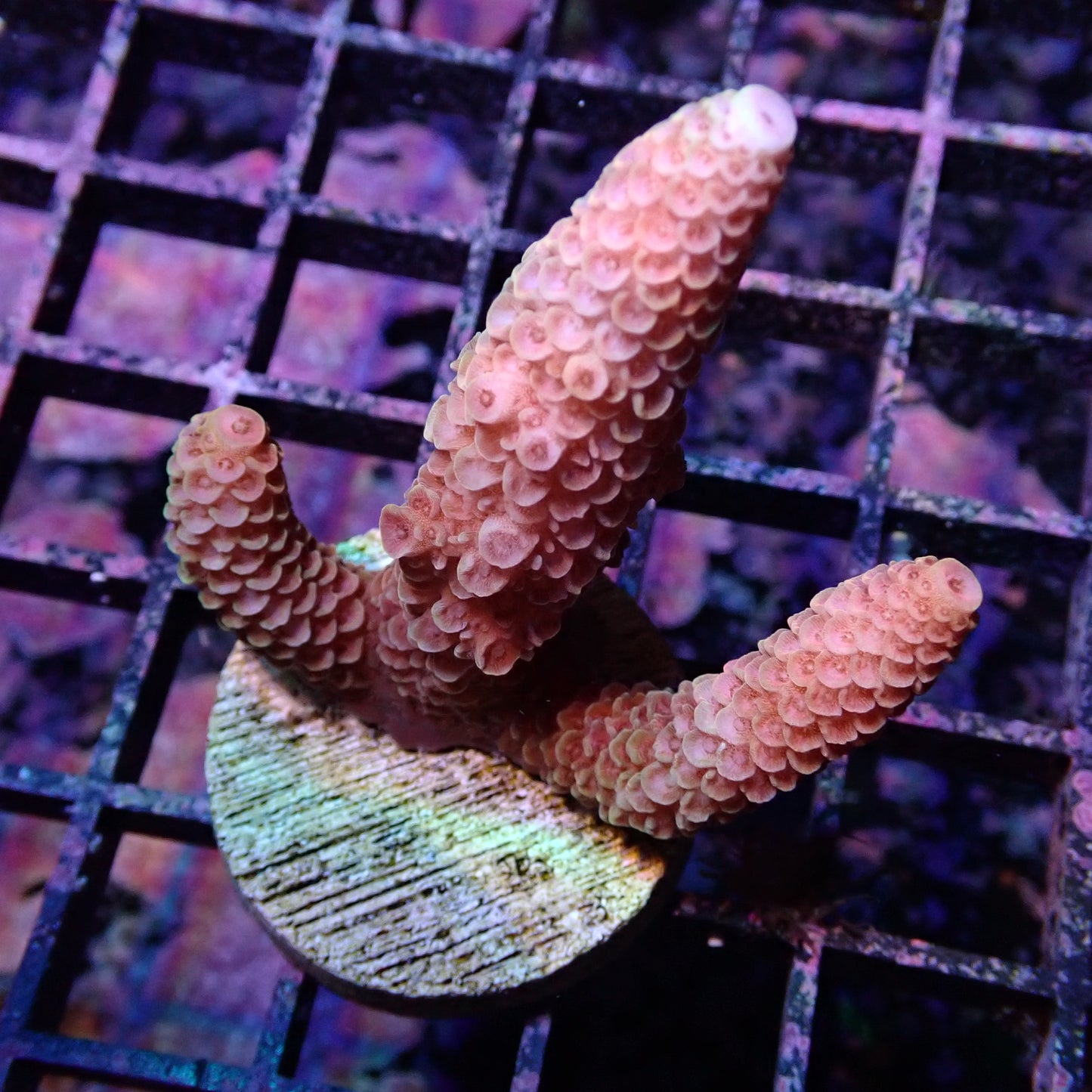 WYSIWYG Acropora Millie Multi Colour (SPS)