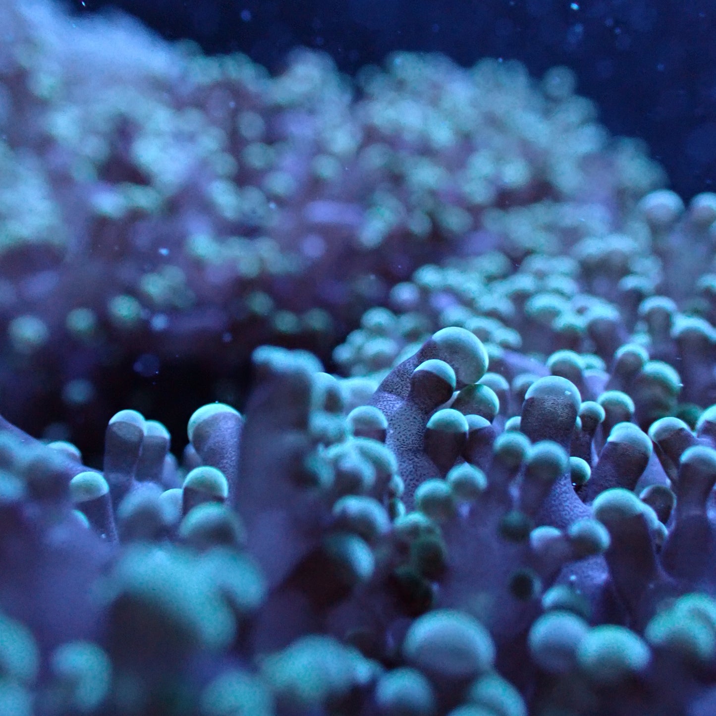 Frogspawn Corals (Euphyllia divisa)