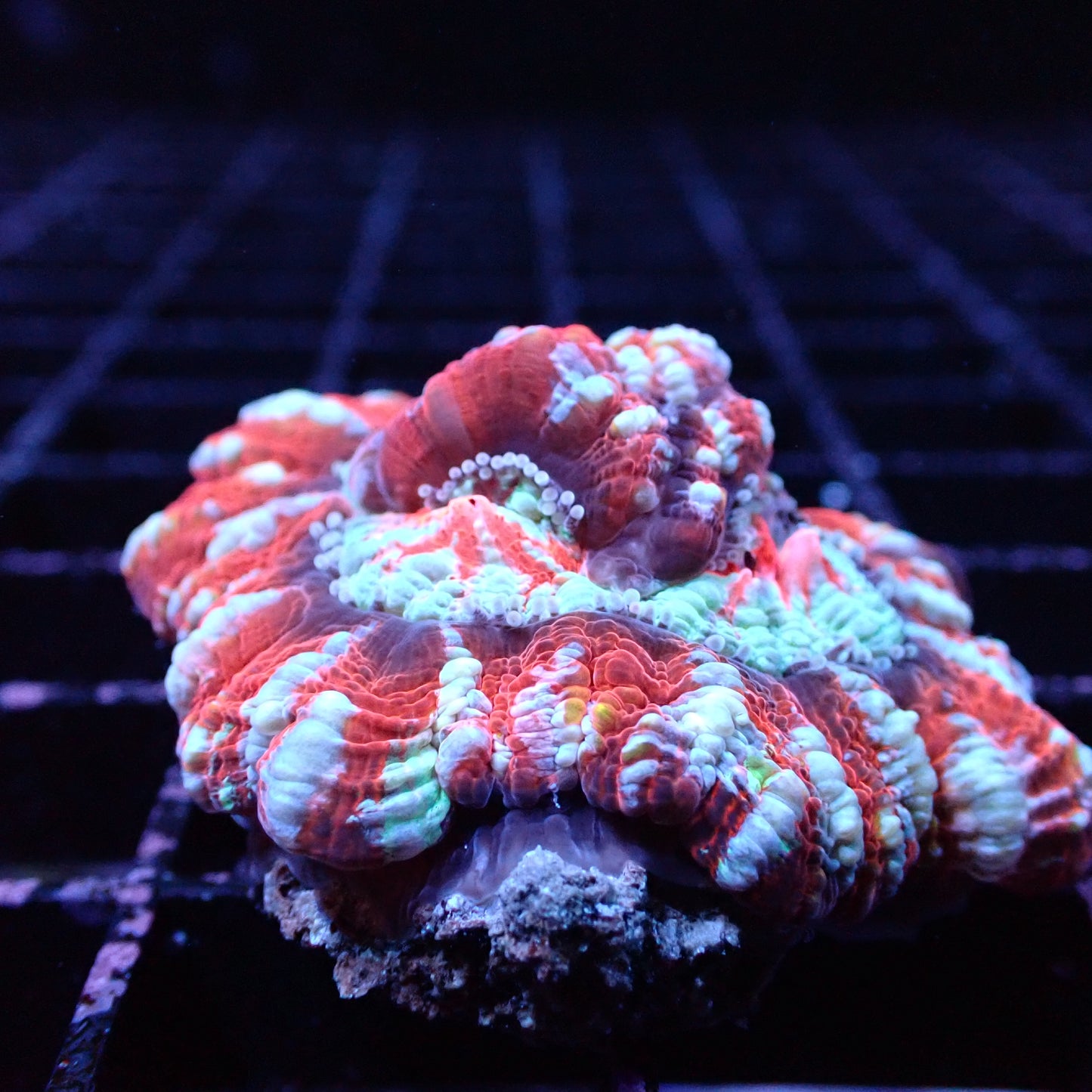 Australophyllia Wilsoni